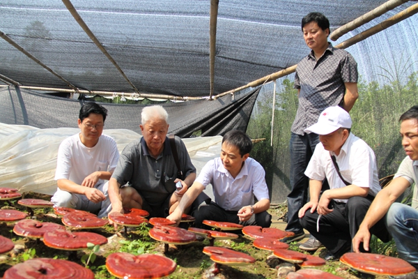 杭州亞運會官方靈芝產(chǎn)品供應(yīng)商|杭州亞運會官方供應(yīng)商|中國靈芝十大品牌|仙客來靈芝|仙客來靈芝破壁孢子粉|仙客來孢子油|仙客來靈芝飲片|仙客來破壁孢子粉|靈芝孢子油|孢子粉|靈芝破壁孢子粉|靈芝|中華老字號