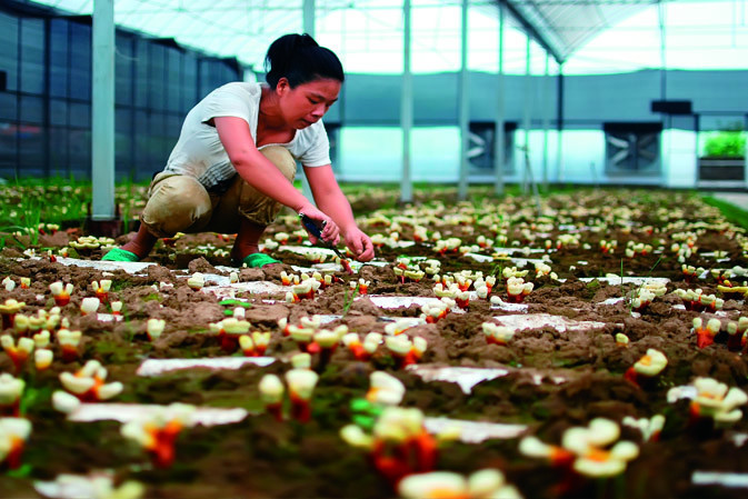 剪枝|仙客來靈芝|中國靈芝十大品牌|中國馳名商標(biāo)|中國首家靈芝全產(chǎn)業(yè)鏈可視工廠