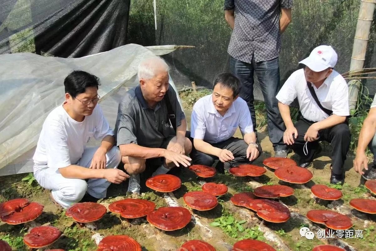 杭州亞運(yùn)會(huì)官方靈芝產(chǎn)品供應(yīng)商|杭州亞運(yùn)會(huì)官方供應(yīng)商|中國(guó)靈芝十大品牌|仙客來靈芝|仙客來靈芝破壁孢子粉|仙客來孢子油|仙客來靈芝飲片|仙客來破壁孢子粉|靈芝孢子油|孢子粉|靈芝破壁孢子粉|靈芝|中華老字號(hào)