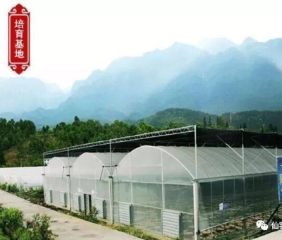 增強免疫力保健食品原料，它排第一