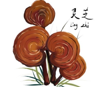 靈芝在古代和現(xiàn)代防治瘟疫中發(fā)揮作用