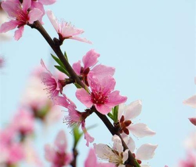 清明小長(zhǎng)假謹(jǐn)防疫情！健康長(zhǎng)壽請(qǐng)謹(jǐn)記這“三個(gè)字”