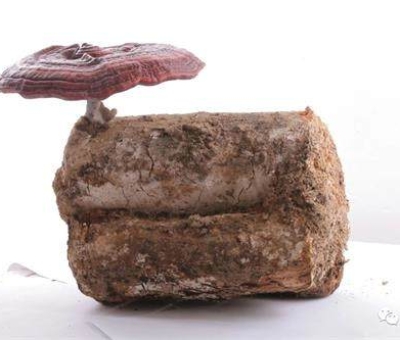 2020全國(guó)兩會(huì)特別報(bào)道：關(guān)于新冠疫情，看名醫(yī)、人大代表和政協(xié)委員如何說？