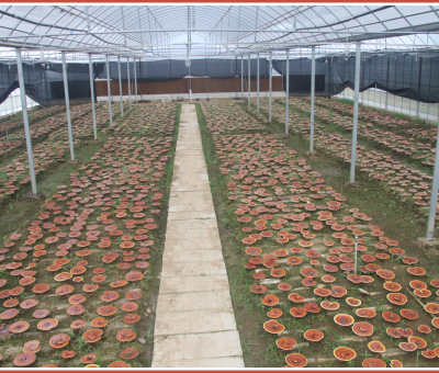 “仙客來”又一項產(chǎn)品榮獲全國發(fā)明展覽會“金獎”