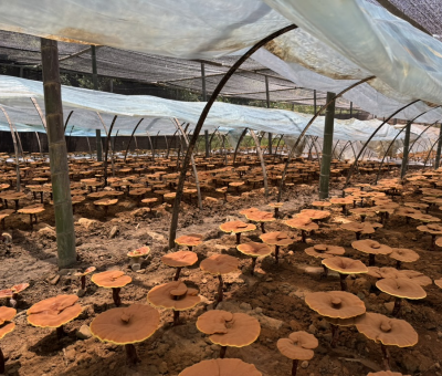 共同見證！首屆靈芝日慶典暨仙客來與北京大學醫(yī)學部科研成果發(fā)布會舉行